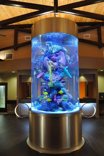 Aquariums are Our World's Oceans
